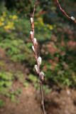 Salix chaenomeloides RCP4-2013 083.JPG